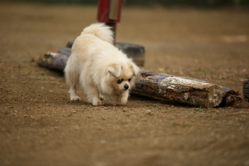 イオンはウナギをピカーラ種に 犬と猫と動物たち2 イオンはウナギをピカーラ種に 犬と猫と動物たち2