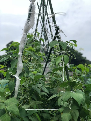 さやいんげん 緑トマト ピーマン 茄子 万願寺 バジリコ ズッキーニなどの 収穫_c0222448_11203560.jpg