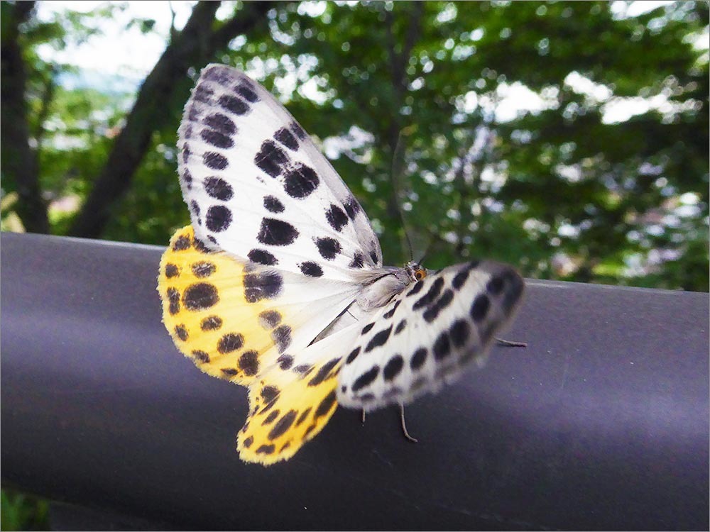 散歩道で見つけた蛾（ヒョウモンエダシャク、ウメエダシャク、カノコガ）（2018.06.18）_a0158150_13313782.jpg