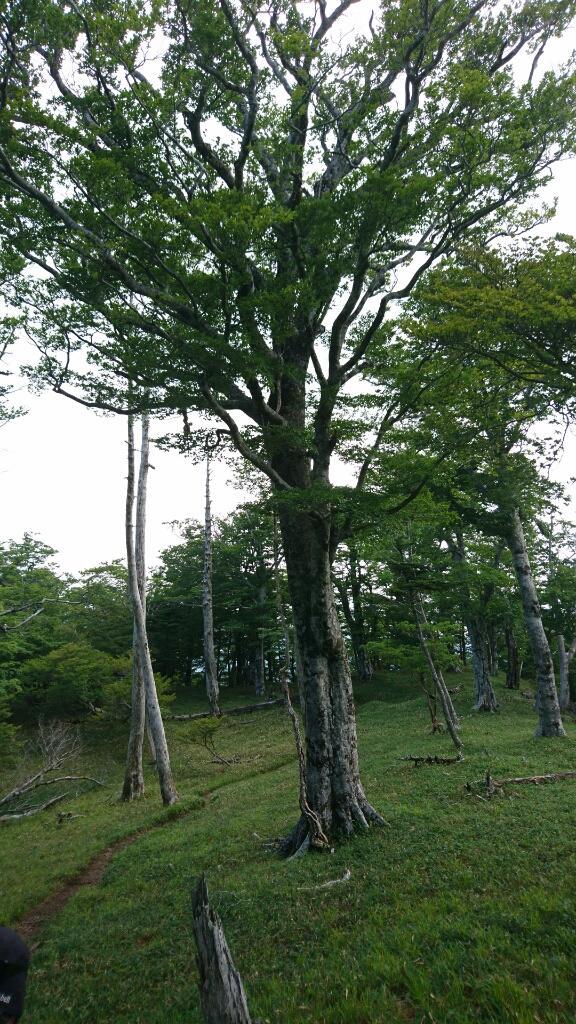 大峰　行者還トンネル東口〜弥山&八経　ピストン_b0148050_20052679.jpg