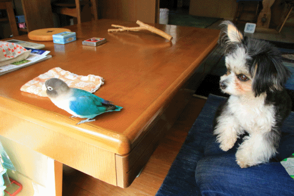 c0145250_10190188.gif
