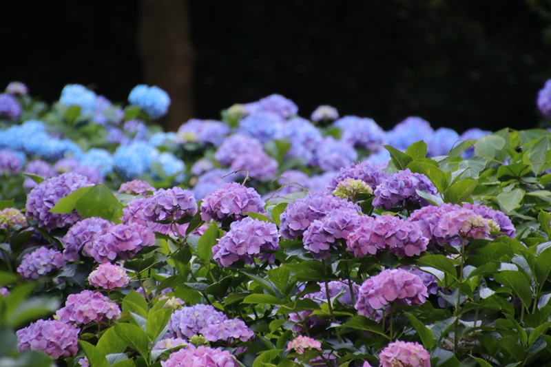 秋葉公園の紫陽花 Happy Cafe Vol 2 秋葉公園の紫陽花 Happy Cafe Vol 2