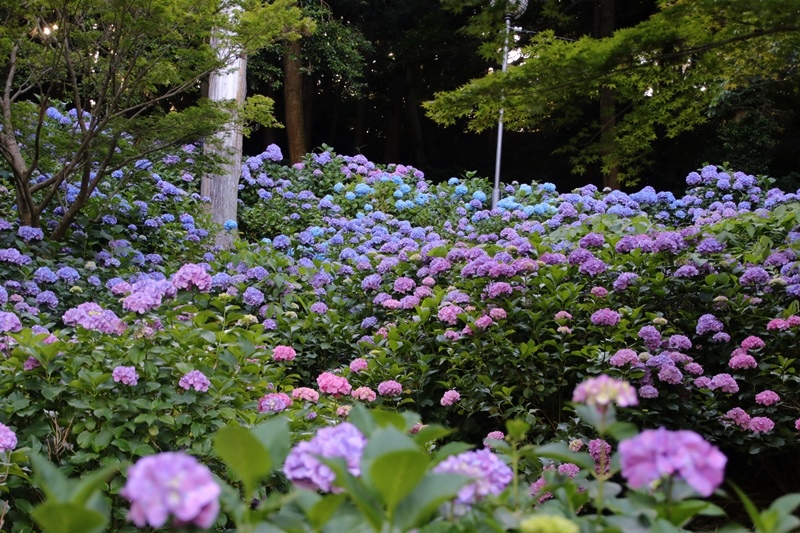 秋葉公園の紫陽花 Happy Cafe Vol 2 秋葉公園の紫陽花 Happy Cafe Vol 2
