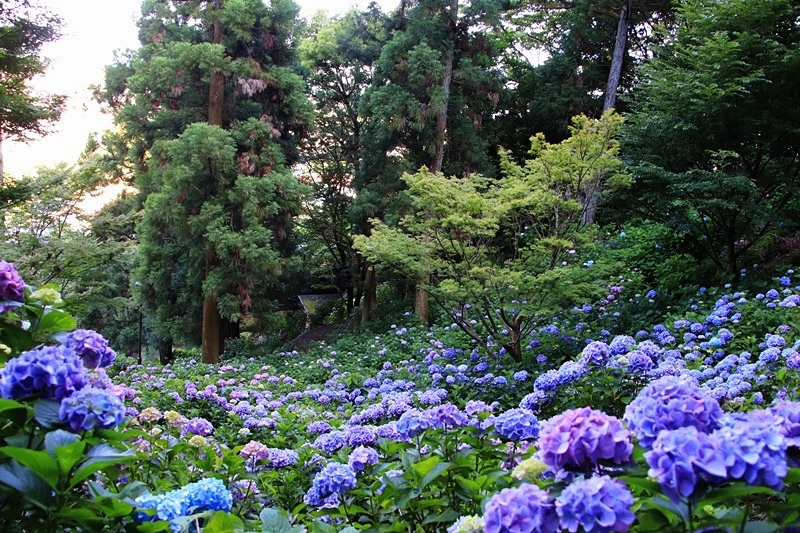 秋葉公園の紫陽花 Happy Cafe Vol 2