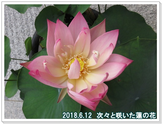 a0052666_13435656.jpg