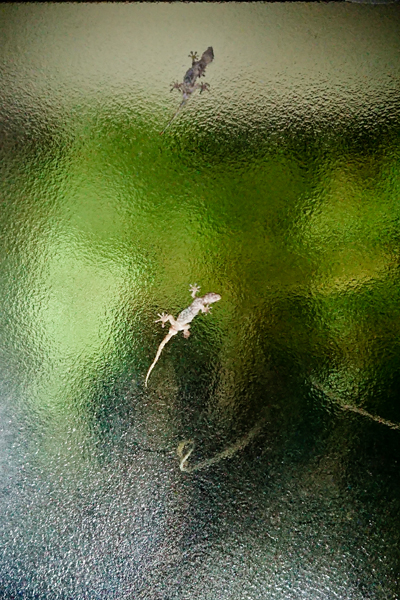 Gecko_a0024167_2349179.jpg