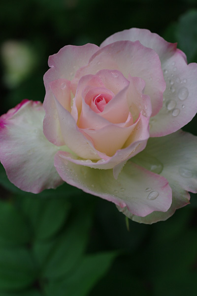 心に強く訴えるマチルダ 花 すべての美しい花の画像 心に強く訴えるマチルダ 花 すべての美しい花の画像