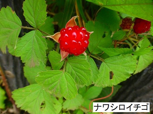 d0351575_18033670.jpg
