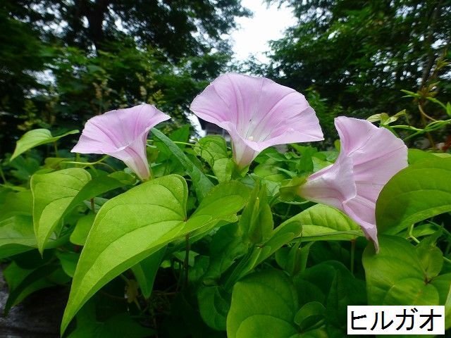 d0351575_18175813.jpg