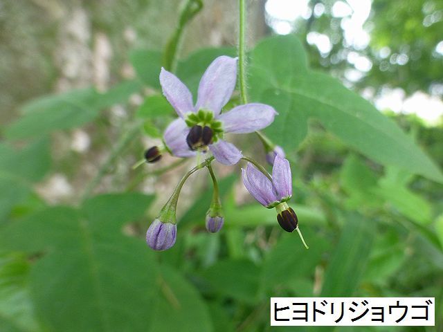 d0351575_23123976.jpg