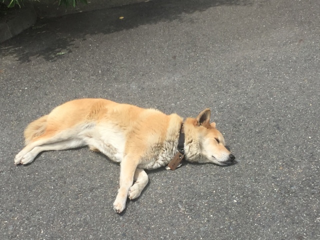 6月の御朱印旅  山崎神社〜離宮八幡宮〜宇治縣神社_e0268075_22193396.jpeg