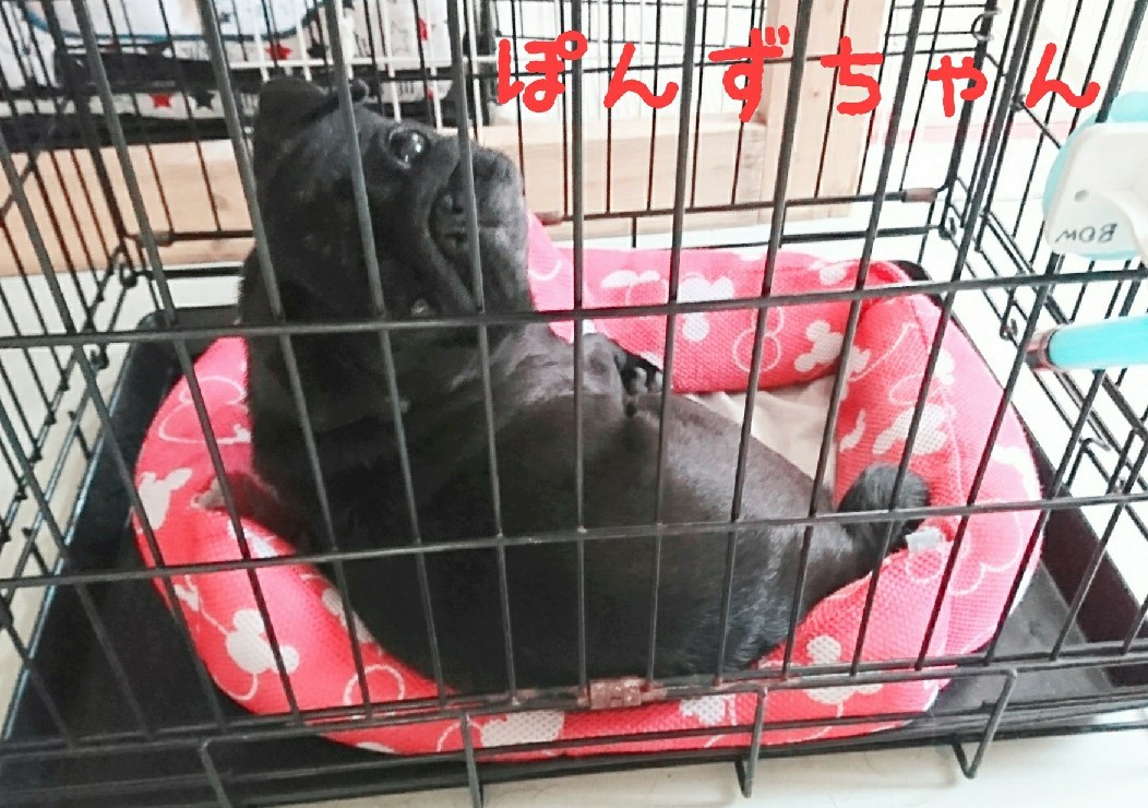 my bed∩――――∩_f0357682_20173173.jpg