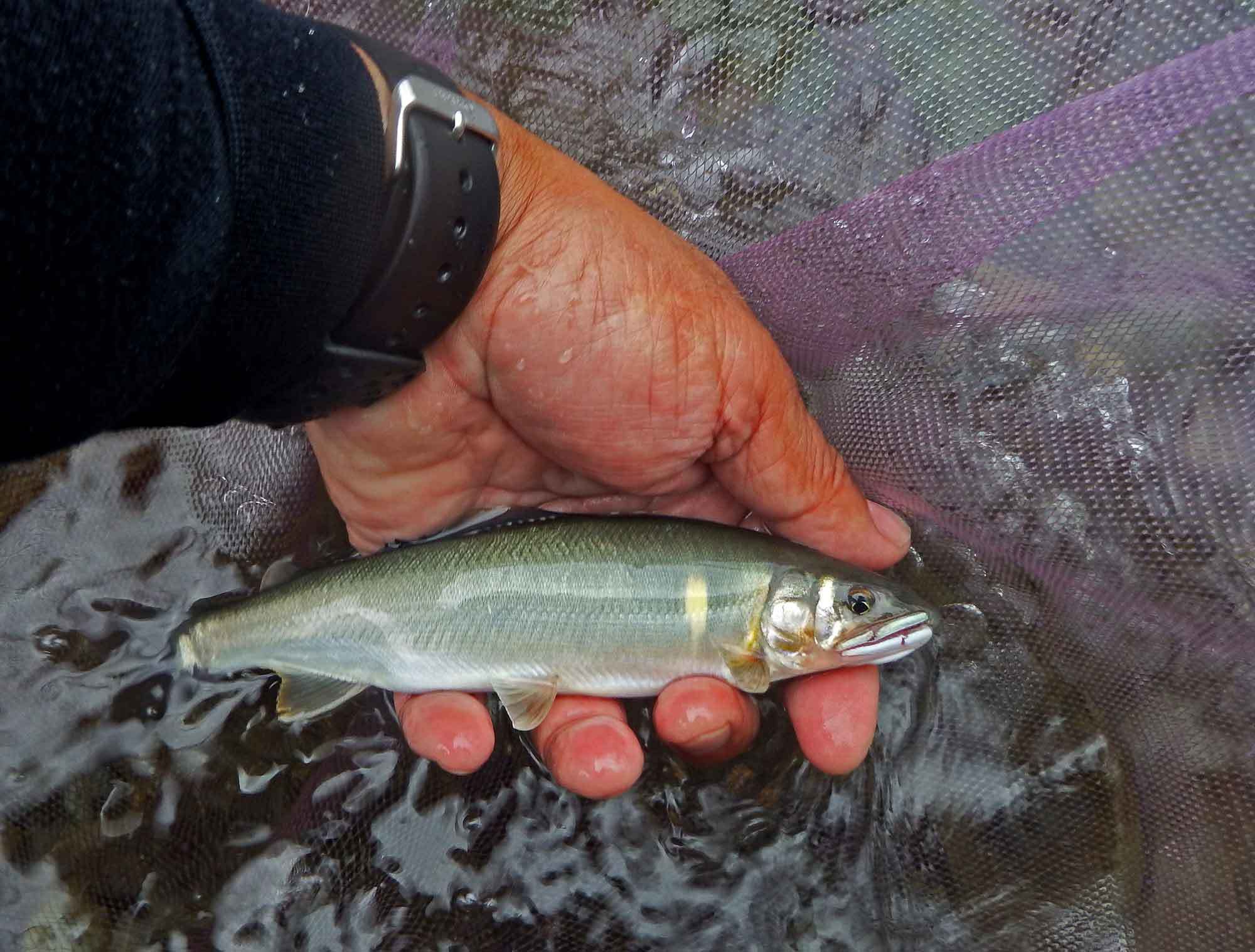 2018年　6月　鮎釣り_c0176183_09173553.jpg