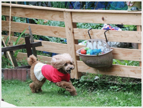 b0175688_21013478.gif