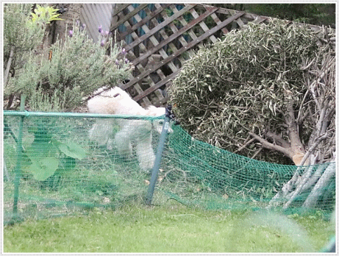 b0175688_21041436.gif