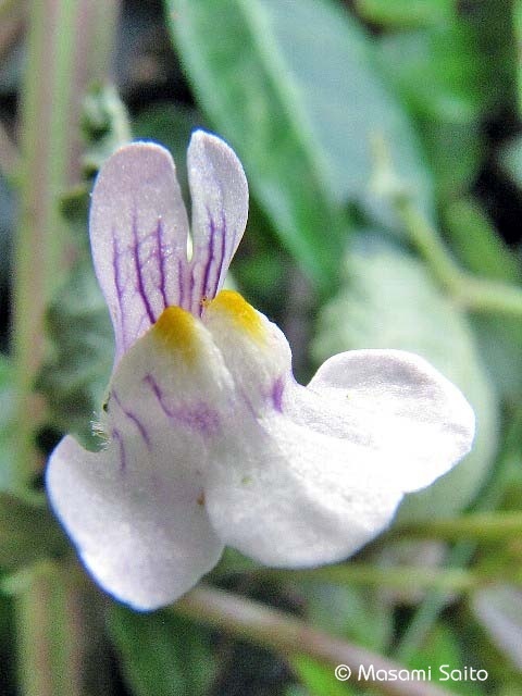 ツタバウンラン 蔦葉海蘭 草花と自然blog ツタバウンラン 蔦葉海蘭 草花と自然blog