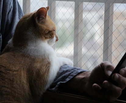 猫の仕事_a0333195_21301180.jpg