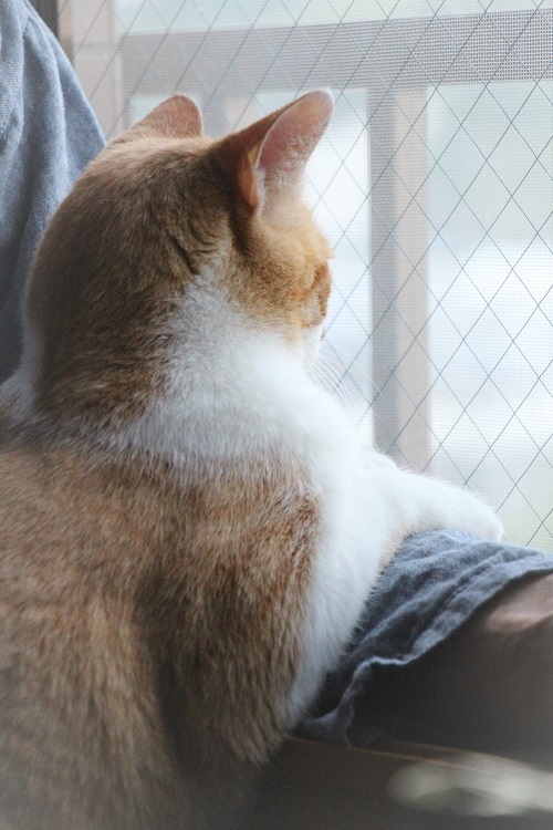 猫の仕事_a0333195_21302080.jpg