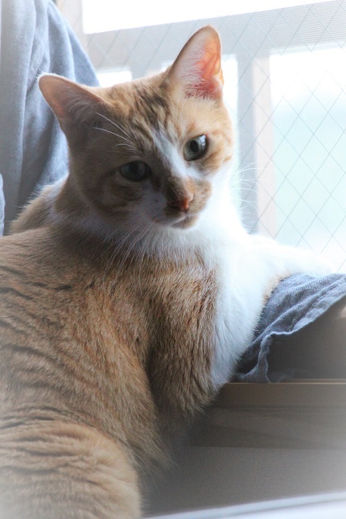 猫の仕事_a0333195_21311264.jpg