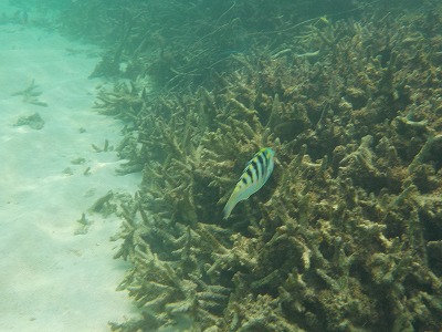 d0074596_20111098.jpg