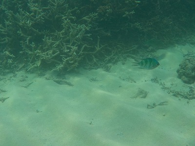 d0074596_20125460.jpg