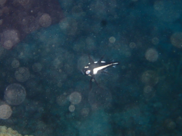 e0115199_17164842.jpg