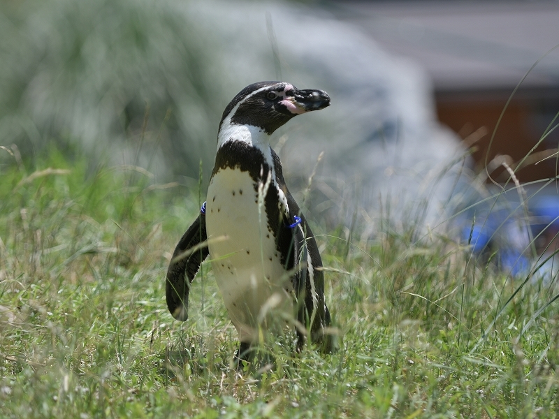 夏の始まり、梅雨の合間のペンギンヒルズ_a0164204_12460793.jpg