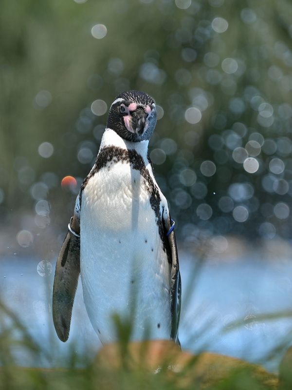 夏の始まり、梅雨の合間のペンギンヒルズ_a0164204_12460815.jpg