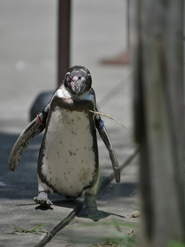 夏の始まり、梅雨の合間のペンギンヒルズ_a0164204_12593921.jpg