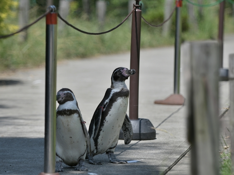 夏の始まり、梅雨の合間のペンギンヒルズ_a0164204_12593947.jpg