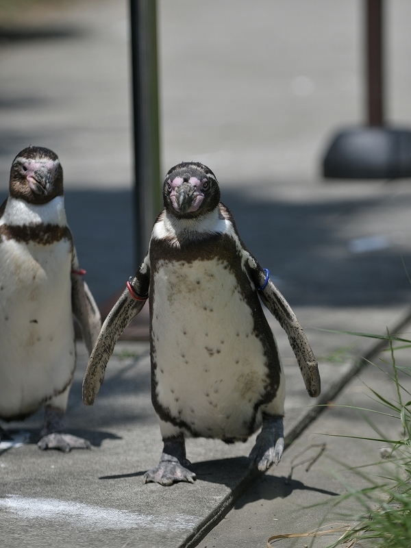 夏の始まり、梅雨の合間のペンギンヒルズ_a0164204_13012877.jpg