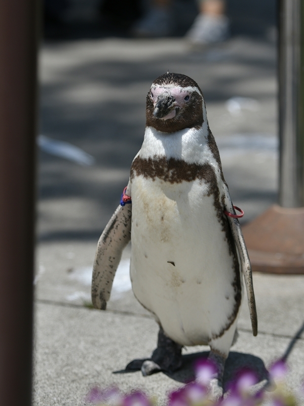 夏の始まり、梅雨の合間のペンギンヒルズ_a0164204_13092129.jpg