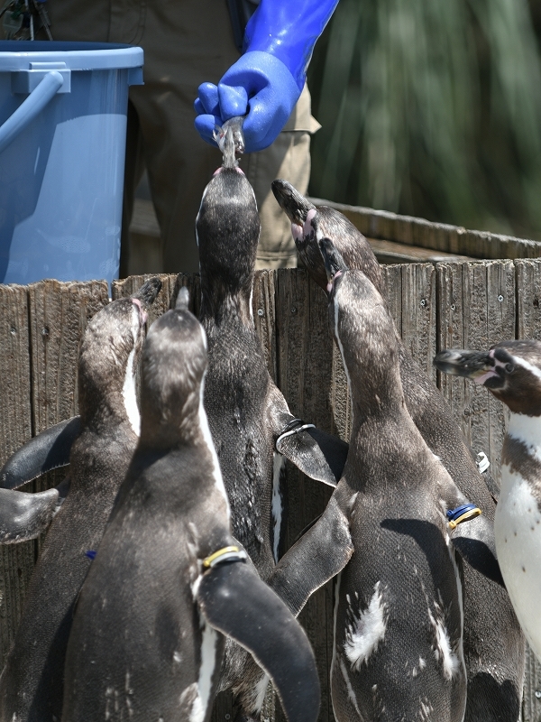 夏の始まり、梅雨の合間のペンギンヒルズ_a0164204_13210511.jpg