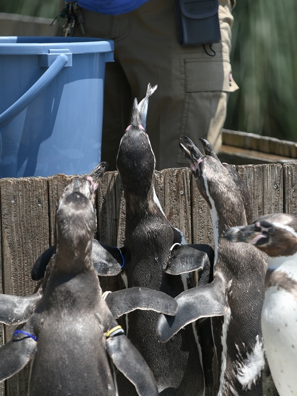 夏の始まり、梅雨の合間のペンギンヒルズ_a0164204_13210553.jpg