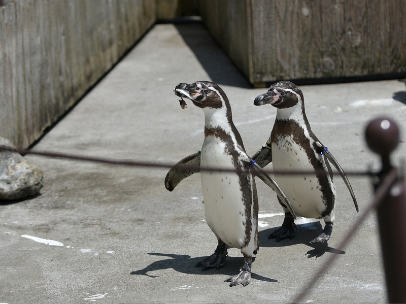 夏の始まり、梅雨の合間のペンギンヒルズ_a0164204_13210586.jpg