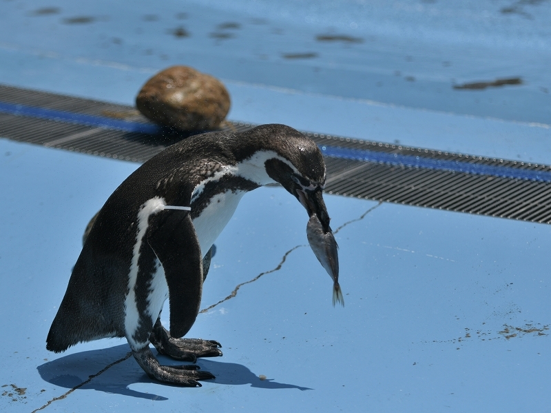 夏の始まり、梅雨の合間のペンギンヒルズ_a0164204_13251513.jpg