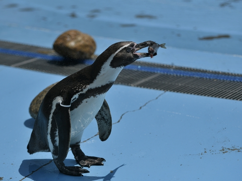 夏の始まり、梅雨の合間のペンギンヒルズ_a0164204_13271666.jpg