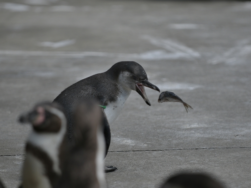 夏の始まり、梅雨の合間のペンギンヒルズ_a0164204_13282956.jpg