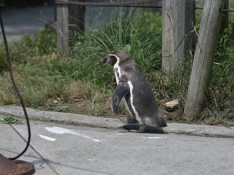 夏の始まり、梅雨の合間のペンギンヒルズ_a0164204_13292872.jpg