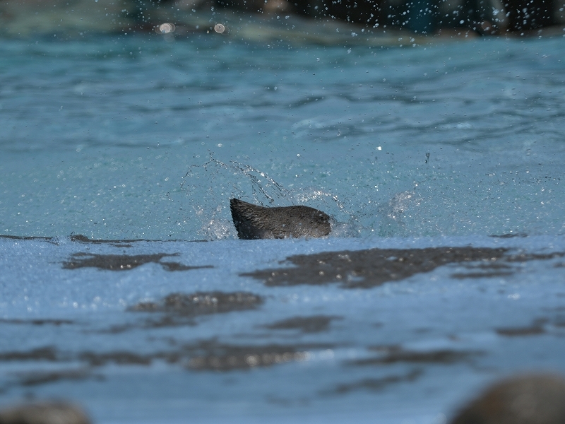 夏の始まり、梅雨の合間のペンギンヒルズ_a0164204_13313428.jpg