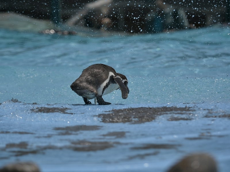 夏の始まり、梅雨の合間のペンギンヒルズ_a0164204_13313548.jpg