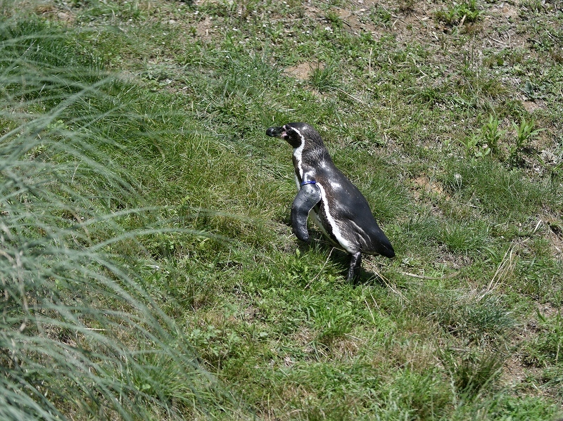 夏の始まり、梅雨の合間のペンギンヒルズ_a0164204_13355171.jpg