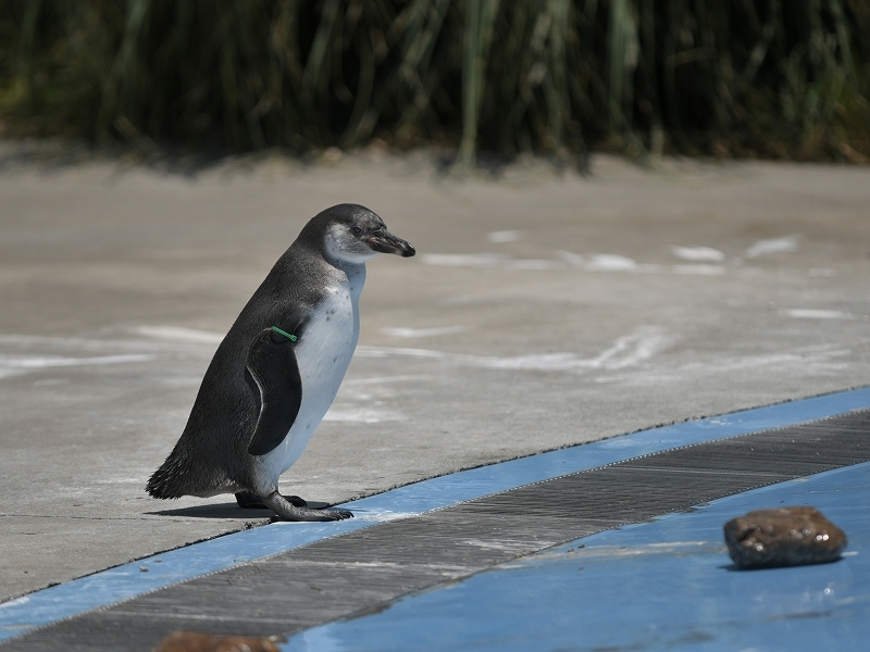 夏の始まり、梅雨の合間のペンギンヒルズ_a0164204_13421267.jpg