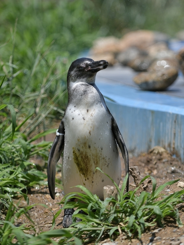 夏の始まり、梅雨の合間のペンギンヒルズ_a0164204_13455283.jpg