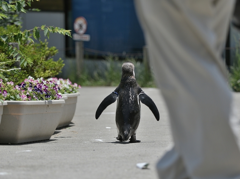 夏の始まり、梅雨の合間のペンギンヒルズ_a0164204_13591287.jpg