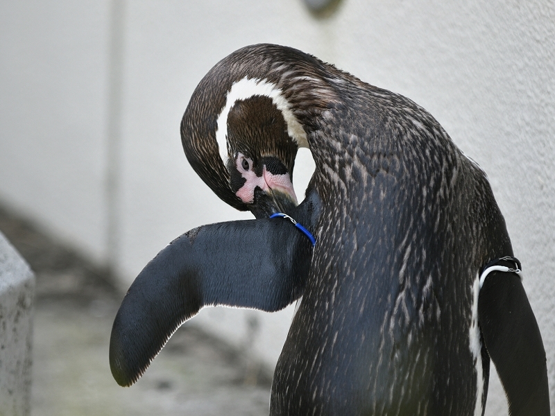 夏の始まり、梅雨の合間のペンギンヒルズ_a0164204_14030721.jpg