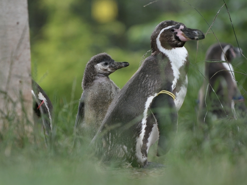 夏の始まり、梅雨の合間のペンギンヒルズ_a0164204_14161227.jpg