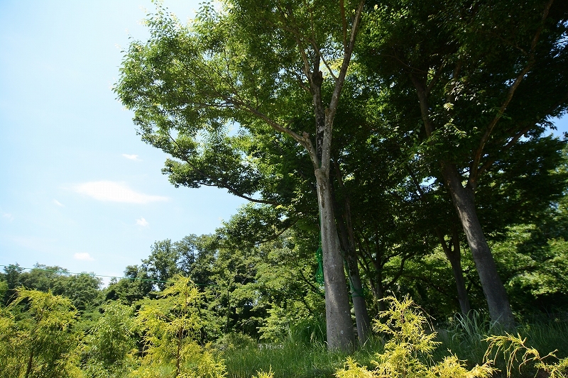 夏の始まり、梅雨の合間のペンギンヒルズ_a0164204_14195633.jpg