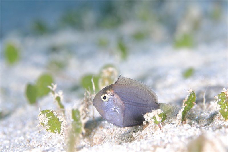 ニザダイ幼魚　着底したてかな？_b0110406_12380541.jpg