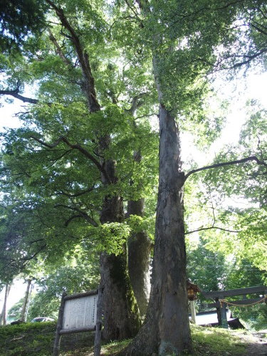 f0155808_12334444.jpg